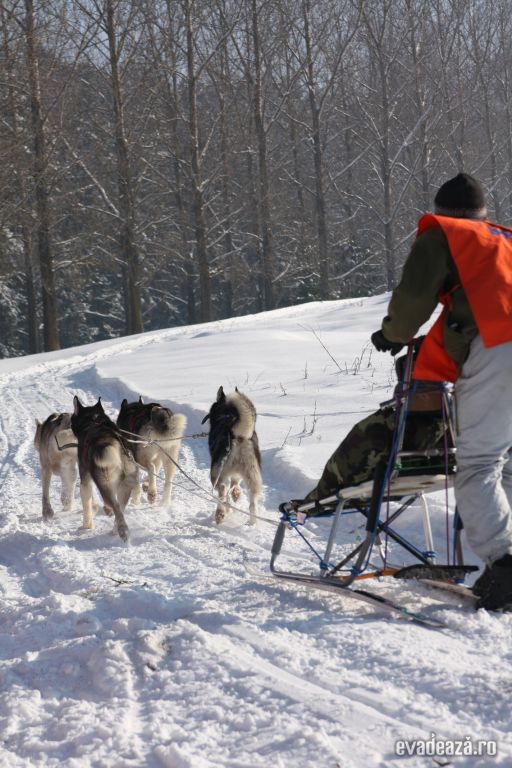 Cursa cu sania trasa de caini la Tusnad | 3